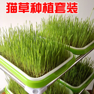 猫草种子猫零食小麦种植套装纯天然水培无土栽培去吐毛球大麦种籽 阿里巴巴找货神器