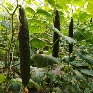 绿心大黄瓜蔬菜种苗黄瓜家庭小菜园瓜果小翠绿强雌荷兰水果黄瓜秧