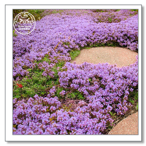 紫色匍匐百里香种子英国耐旱调料香草庭院阳台耐寒盆栽植观