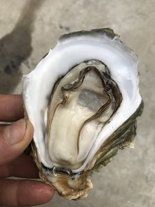 湛江网红生蚝海鲜水产刺身级鲜活牡蛎海鲜特产小烧烤店蒜蓉高压