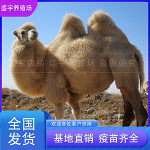 出售租赁骆驼活体观赏萌宠小骆驼幼崽景区成年骑乘双峰骆驼活物