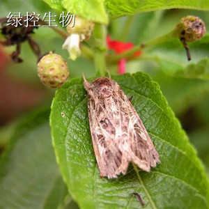 斜纹夜蛾性诱剂莲纹夜蛾性信息素诱芯夜盗虫诱捕器乌头虫集虫袋