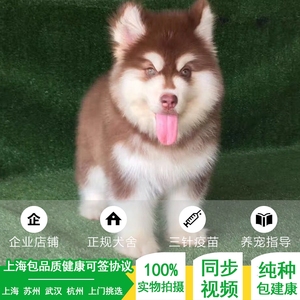 上海纯种阿拉斯加幼犬阿拉斯加雪橇犬巨型熊版灰桃脸活体宠物狗狗
