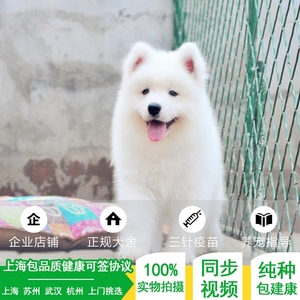 上海纯种萨摩耶犬活体幼犬狗狗微笑天使萨摩耶双血统熊版萨摩耶犬