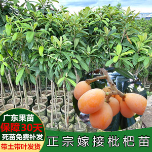 枇杷苗树南方嫁接特大五星枇杷树果苗琵琶苗耐寒盆栽种植当年结果 阿里巴巴找货神器
