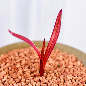 正宗建兰红草红荷兰花浓香型老种矮种四季兰稀有品种高档名贵艺草