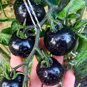 黑番茄种子苗紫黑色小西红柿西黑柿秧种籽黑钻圣女果孑子果苗秧苗