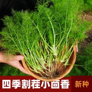 茴香种子种籽苗秧食用小回香菜种秧苗籽种茴香菜苗种带根菜苗菜籽