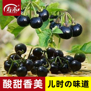 紫黑色龙葵种子黑悠悠黝黝水果四季阳台盆栽黄种籽孑龙葵果