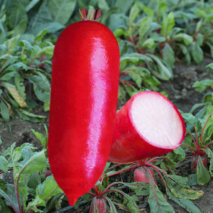 水萝卜种子种籽红皮水果罗卜籽种白心抗热菜种红蔬菜孑子批发种
