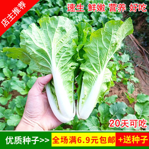 早熟868甜脆快菜种子 大白菜籽营养快菜盆栽庭院蔬菜四季冬季