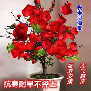 四季海棠老桩重瓣【直播间一物一拍】带花苞发货