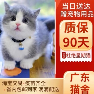 【广东广州本地猫舍天河区可上门挑选】英短纯种蓝白幼猫活体猫咪