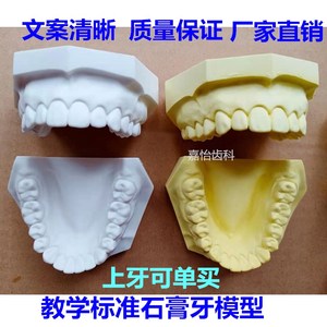 牙科材料假牙标准石膏模型 有牙 无牙 全口超硬石膏模型 口腔教学