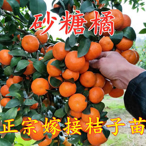 金秋沙糖桔子树苗嫁接广西四会砂糖橘子盆栽柑橘果树苗南北方种植