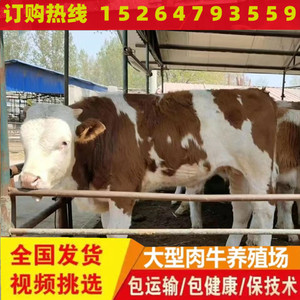 肉牛犊子活牛出售小黄牛苗种公牛活体西门塔尔牛仔畜牧养殖技术