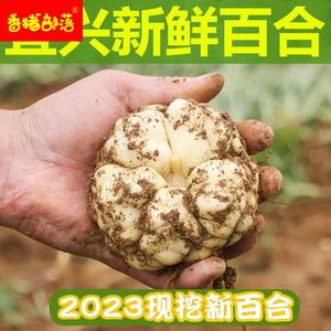 2023宜兴新鲜百合5斤食用微苦2500g农家散装土特产2斤3斤包邮