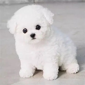 纯种比熊幼犬活体白色可爱型法国卷毛比熊泰迪小型犬宠物训练真狗