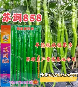 苏润858线椒种子早熟抗病高产采收期长辣味浓香特长线椒种子蔬菜