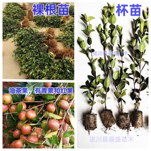 油茶树苗高产嫁接油茶苗茶油苗白花山茶油苗江西长林系列湘林系列