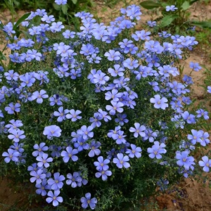 蓝花亚麻种子耐寒耐阴四季播种开花多年生室外景观花坛庭院花种子