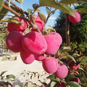 抗寒果树鸡心果小苹果树海棠果花红果树苗盆栽地栽南北方种植