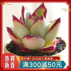 乌木黑檀汁盛世纯种稀有多肉植物冬云室内桌面盆栽肉肉云南多肉 阿里巴巴找货神器