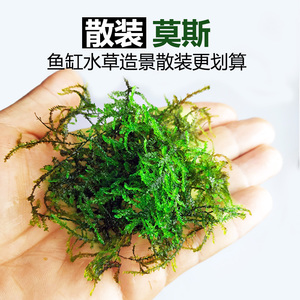 鱼缸水草散装莫斯垂泪大三角爪哇火焰松茸凤尾moss懒人水草莫斯树 阿里巴巴找货神器 鱼缸水草散装莫斯垂泪大三角爪哇火焰松茸凤尾moss懒人水草莫斯树 阿里巴巴找货神器