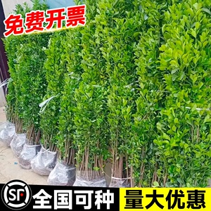 冬青树苗北海道黄杨庭院围墙篱笆植物四季常青法国耐寒绿篱绿化树