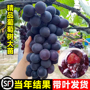 大巨峰葡萄树苖无籽嫁接果树果苗盆栽阳光玫瑰南北方四季种植耐寒