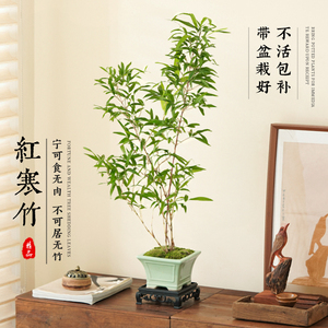 红寒竹盆栽植物室内客厅绿植观音竹米竹竹子盆景懒人好养四季常青