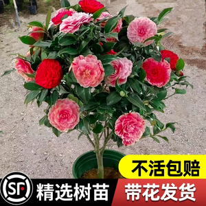 香妃茶花树苗盆栽带花苞花卉植物四季开花山茶花红赤丹室内外浓香