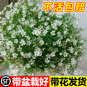 满天星盆栽四季花卉植物室内花阳台客厅桌面绿植玛格丽特懒人盆景