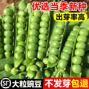 甜脆豌豆种籽种孑台湾长寿仁豌豆种子阳台四季蔬菜种籽农作物种子