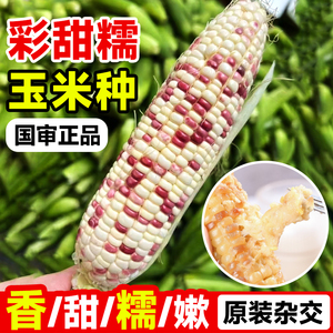 国审玉米新品种彩甜糯玉米种籽花甜糯玉米种子黏香高产水果孑超甜