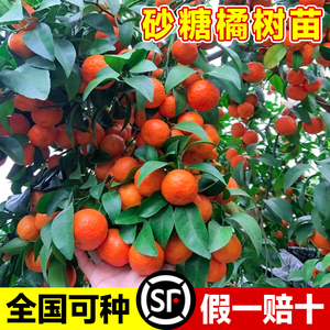 沙糖桔子树苗正宗广西砂糖橘树苗南方北方种植橙子无籽橘子树果苗