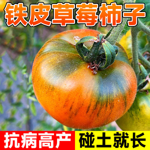 四季草莓西红柿种孑铁皮柿子种籽正宗丹东番茄种籽蔬菜苗沙瓤籽种