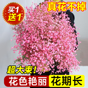 满天星干花花束鲜花新鲜真花云南直发永生花客厅摆设家用插花大束