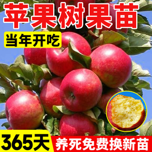 苹果树果苗红富士盆栽南北方庭院种植嫁接冰糖心矮化果树带果树苗