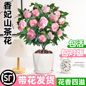 香妃山茶花盆栽带花苞室内阳台植物花卉山茶花树苗四季茶花好养活