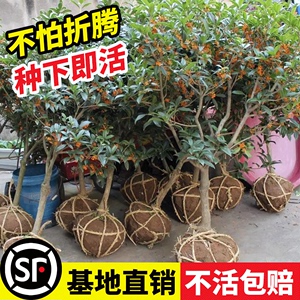 桂花树苗盆栽绿植庭院地栽大树室外花卉四季桂金桂老桩好养活植物