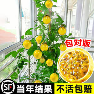 广西钦蜜9号百香果苗四季不断结果黄色水果盆栽树苗果树纯甜种植