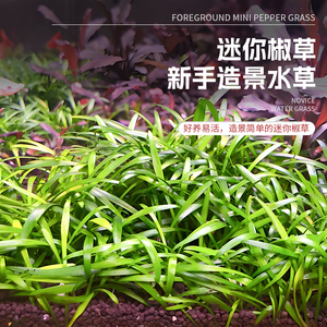 泰国迷你椒草原生缸活体淡水植物造景懒人阴性水草前景草水下养殖