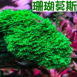 珊瑚莫斯阴性水草活体淡水植物莫丝鱼缸生态瓶沉木造景虾缸用苔藓