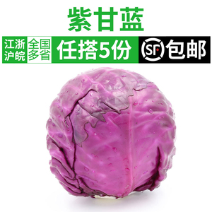 新鲜紫甘蓝650g 紫包菜紫色球生菜红椰菜西餐蔬菜沙拉食材5件包邮