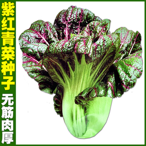 无筋红筋青菜种子宽帮宽叶厚叶紫红青菜芥菜种子纤维少蔬菜种籽孑