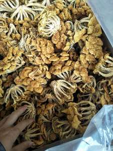 古田  特产滑子菇干货 滑子蘑滑菇 新鲜菌菇食用菌 袋装250g