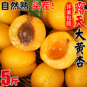 陕西大黄杏5斤新鲜当季酸甜脆杏子整箱金太阳孕妇时令水果包邮