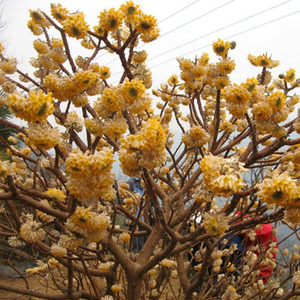 结香花树苗盆栽花卉室内外耐寒打结花梦冬花喜花阳台植物庭院花苗