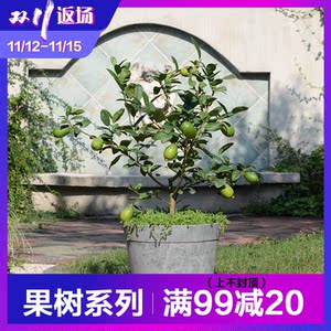 香水柠檬盆栽苗 泰国花叶虹越庭院阳台南方家庭种植水果树苗 阿里巴巴找货神器 香水柠檬盆栽苗 泰国花叶虹越庭院阳台南方家庭种植水果树苗 阿里巴巴找货神器